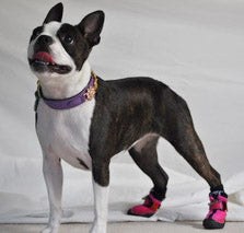 Hot Pink - V4 Summer Boot - Whippets and Iggies