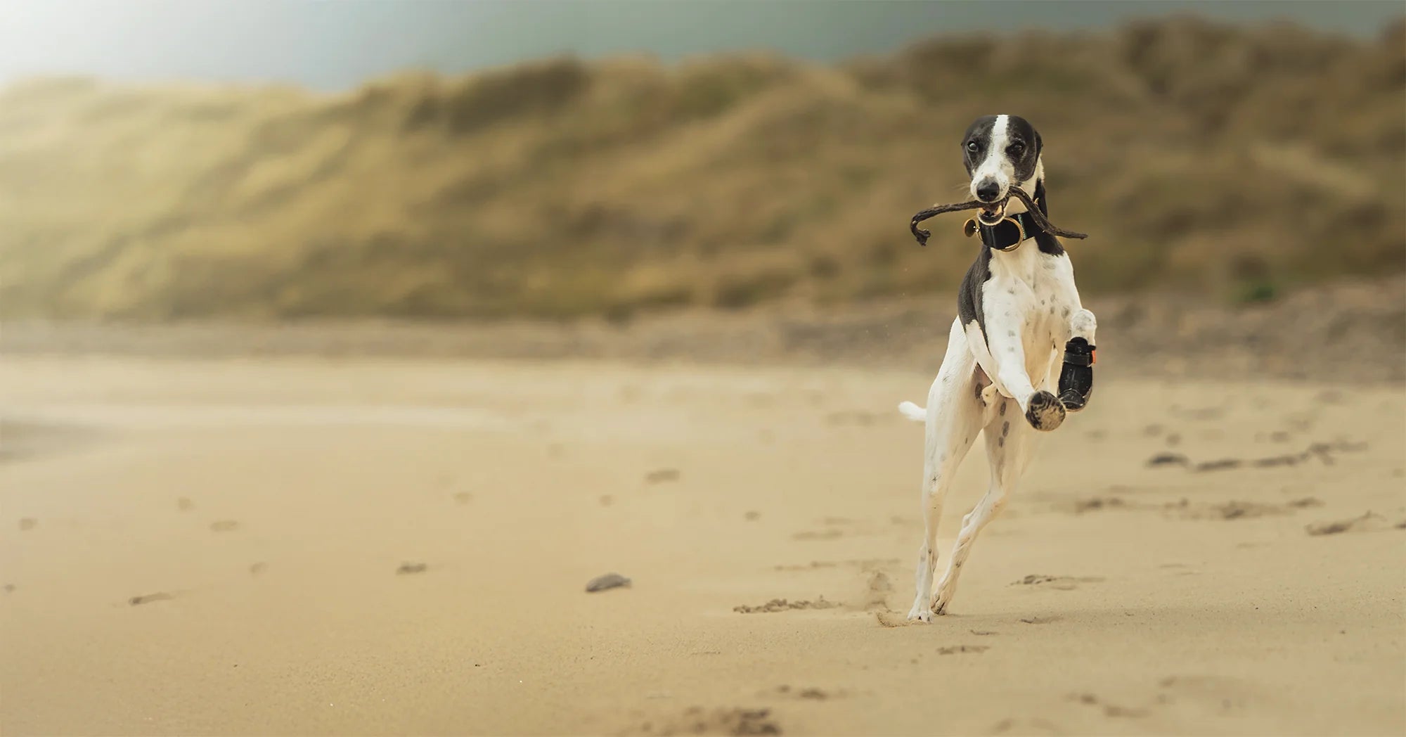 Greyhound Boots & Shoes for Sighthounds | Hunnyboots USA