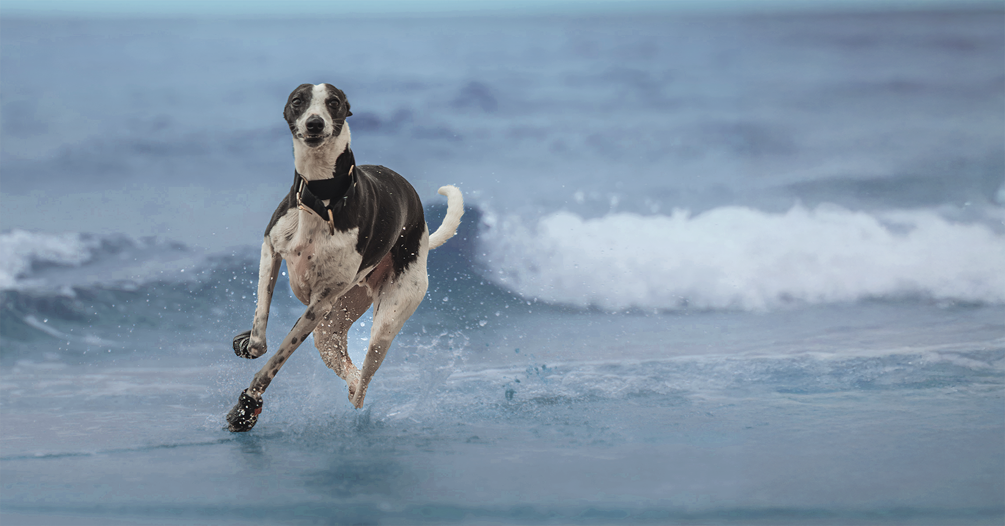 Shop All Summer Boots. Every size, every Sighthound breed.