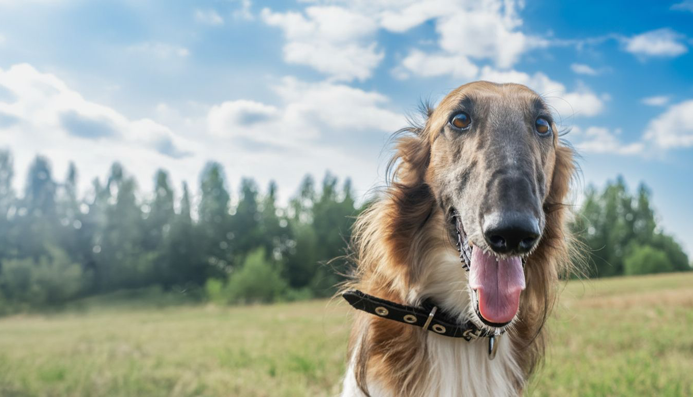 Shop All Our Big Sighthound Products