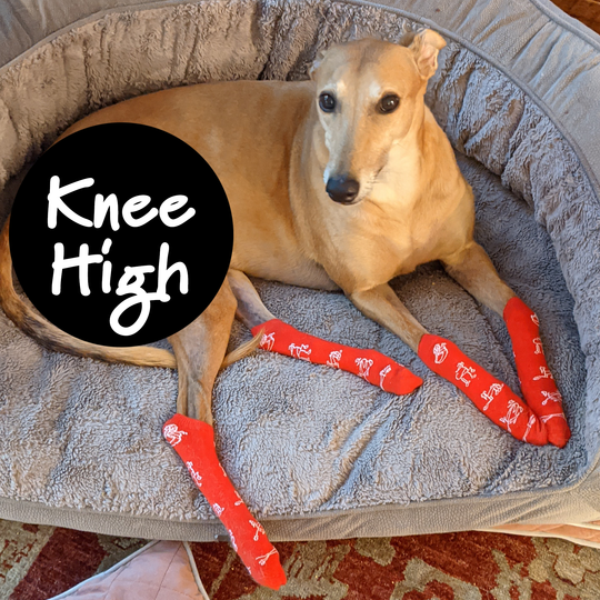 Fashound Sox by Hunnyboots