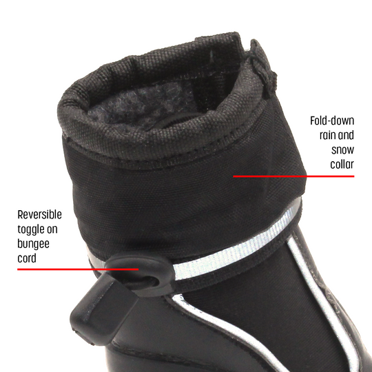 Splish-Splash Ylo! - Whippets and Iggies