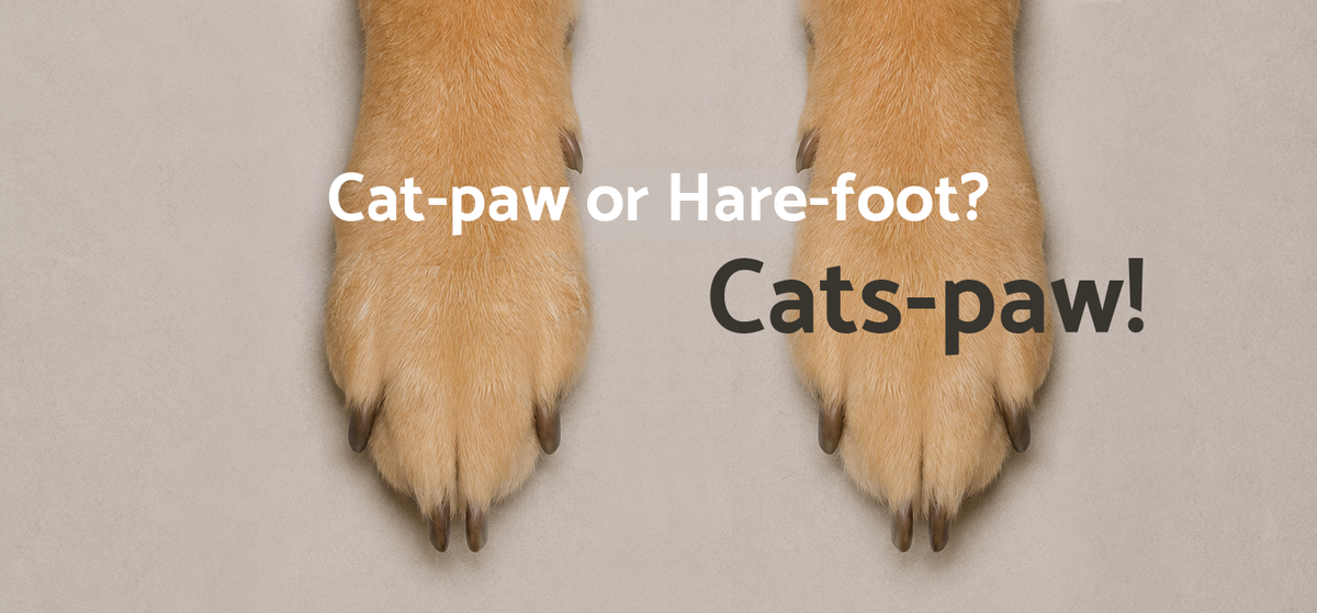 A round, compact cat paw