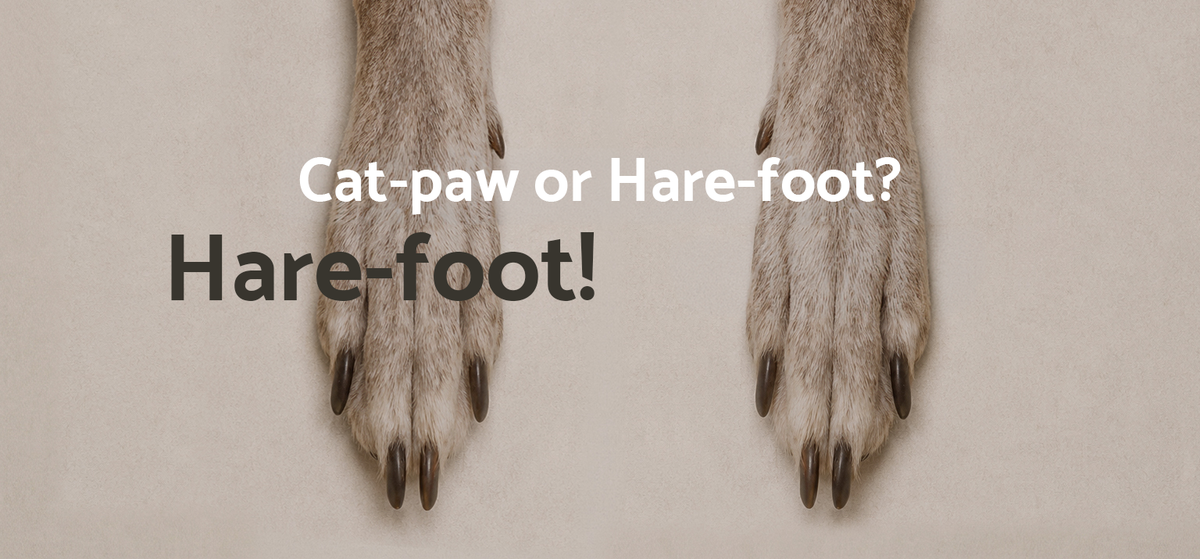 A long, narrow hare foot