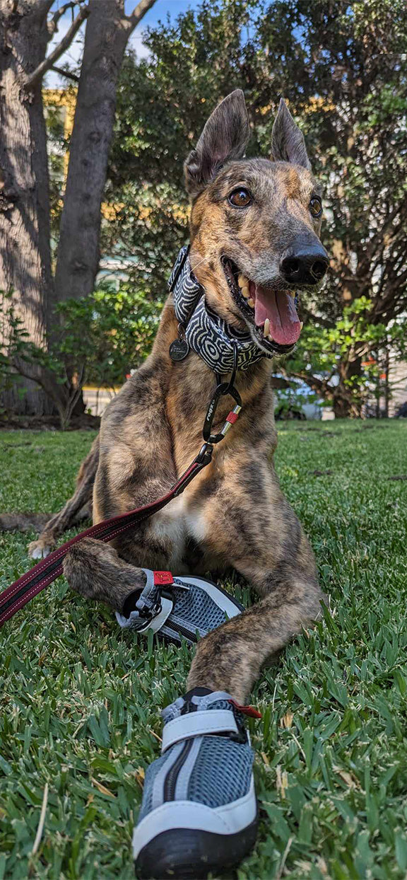 Greyhound Boots & Shoes for Sighthounds | Hunnyboots USA