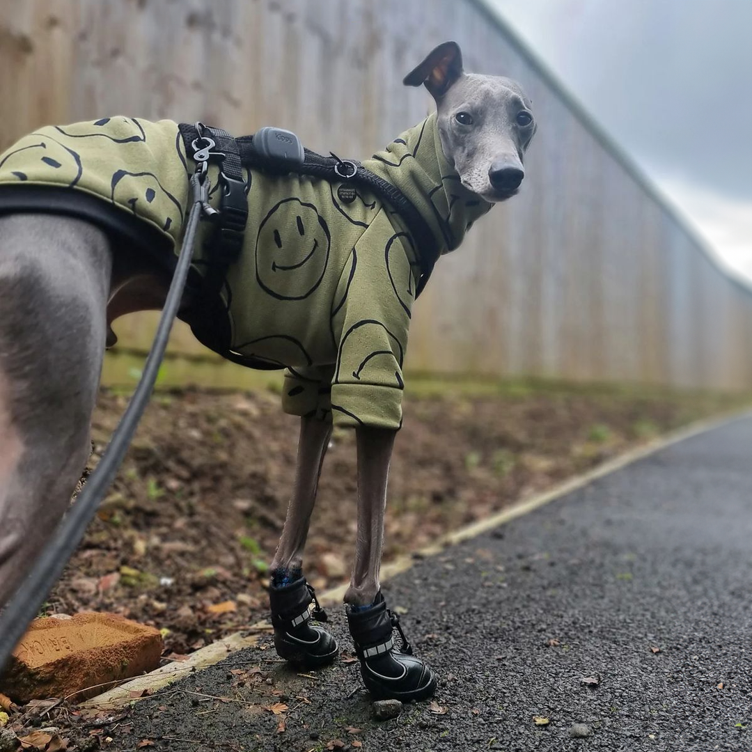 Splish-Splash Ylo! - Whippets and Iggies