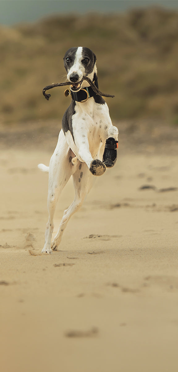 Greyhound Boots & Shoes for Sighthounds | Hunnyboots USA